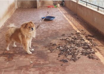 Comerciante é multada em R$ 3 mil por deixar Chow Chow sem alimento e água