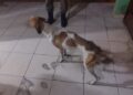 Mulher é presa e multada em R$ 2,5 mil por maltratar 5 cães encontrados em situação de miséria