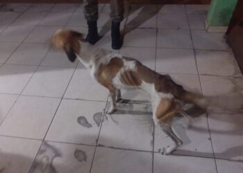 Mulher é presa e multada em R$ 2,5 mil por maltratar 5 cães encontrados em situação de miséria