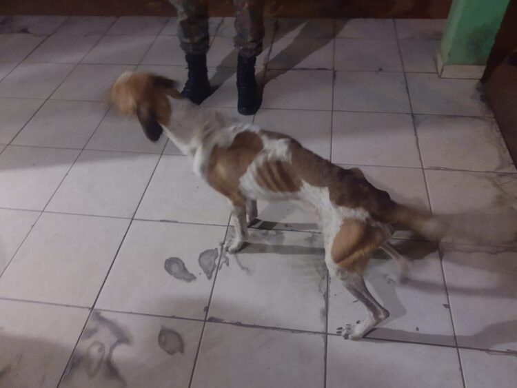 Mulher é presa e multada em R$ 2,5 mil por maltratar 5 cães encontrados em situação de miséria