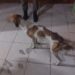 Mulher é presa e multada em R$ 2,5 mil por maltratar 5 cães encontrados em situação de miséria