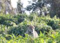 Onça-Pintada Joujou foi avistada nesta semana na Serra do Amolar