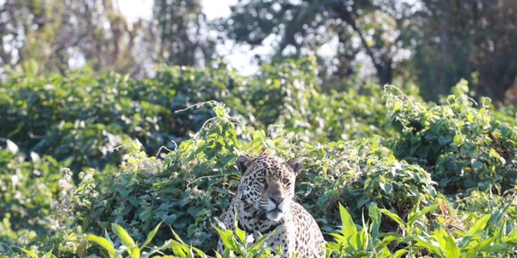 Onça-Pintada Joujou foi avistada nesta semana na Serra do Amolar