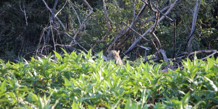 Onça-Pintada Joujou foi avistada nesta semana na Serra do Amolar