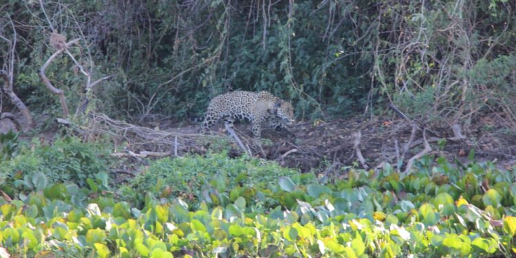 Onça-Pintada Joujou foi avistada nesta semana na Serra do Amolar