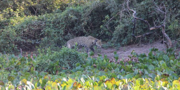 Onça-Pintada Joujou foi avistada nesta semana na Serra do Amolar