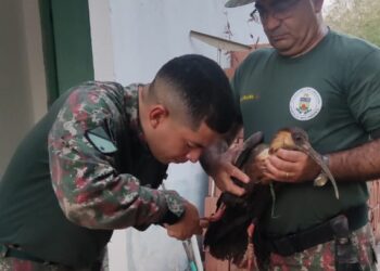 Terceira ave enroscada em linha de anzol é resgatada em menos de 1 mês pela PMA