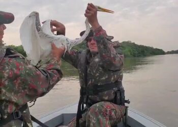 Em menos de 2 dias, PMA resgata segunda garça presa em anzol de galho em rio de MS