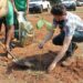 Águas Guariroba doa 500 mudas para recuperação de áreas incendiadas no Parque dos Poderes