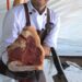Festival da Carne reúne programação técnica e prática de novos cortes