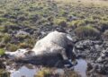 Em Costa Rica, 8 vacas morrem atoladas e de fome a proprietário paulista é multado em R$ 12 mil
