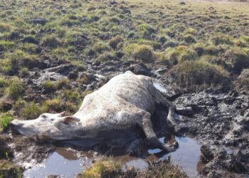 Em Costa Rica, 8 vacas morrem atoladas e de fome a proprietário paulista é multado em R$ 12 mil