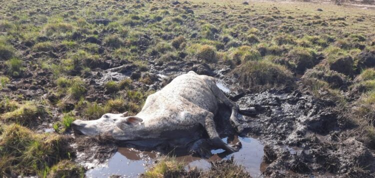 Em Costa Rica, 8 vacas morrem atoladas e de fome a proprietário paulista é multado em R$ 12 mil