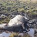 Em Costa Rica, 8 vacas morrem atoladas e de fome a proprietário paulista é multado em R$ 12 mil
