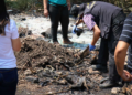 Terreno é incendiado e 12 animais, entre cães e gatos, são encontrados mortos pela polícia