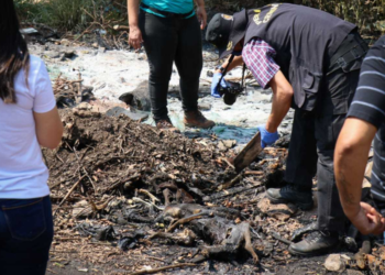 Terreno é incendiado e 12 animais, entre cães e gatos, são encontrados mortos pela polícia
