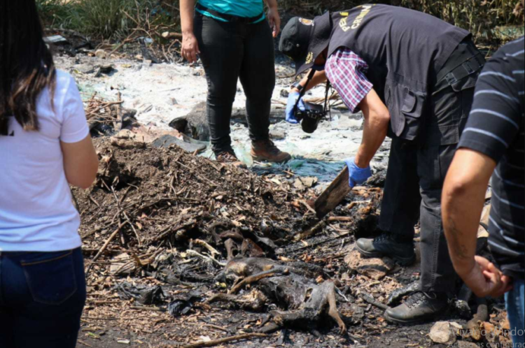 Terreno é incendiado e 12 animais, entre cães e gatos, são encontrados mortos pela polícia