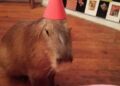 Hoje, 14 de setembro, é o Dia Internacional da Capivara