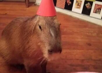 Hoje, 14 de setembro, é o Dia Internacional da Capivara