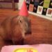 Hoje, 14 de setembro, é o Dia Internacional da Capivara