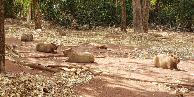 “Que coisa mais linda, mais cheia de graça”: família registra grupo de capivaras no Parque das Nações