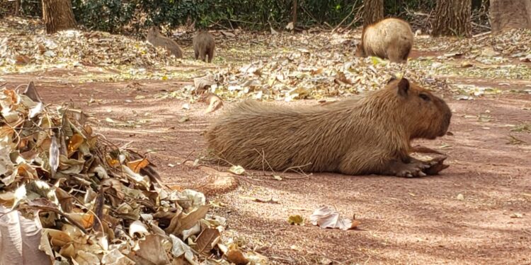 “Que coisa mais linda, mais cheia de graça”: família registra grupo de capivaras no Parque das Nações