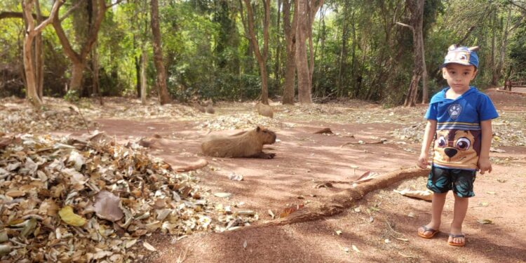 “Que coisa mais linda, mais cheia de graça”: família registra grupo de capivaras no Parque das Nações
