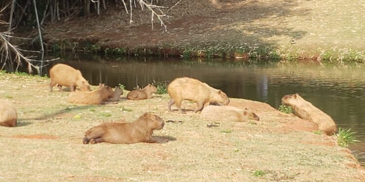 “Que coisa mais linda, mais cheia de graça”: família registra grupo de capivaras no Parque das Nações
