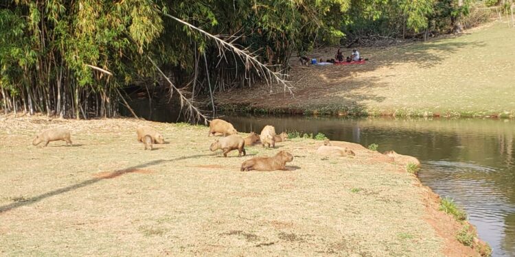 “Que coisa mais linda, mais cheia de graça”: família registra grupo de capivaras no Parque das Nações