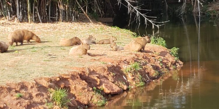 “Que coisa mais linda, mais cheia de graça”: família registra grupo de capivaras no Parque das Nações