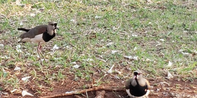“Que coisa mais linda, mais cheia de graça”: família registra grupo de capivaras no Parque das Nações