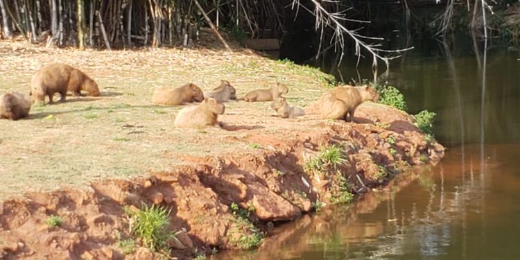 “Que coisa mais linda, mais cheia de graça”: família registra grupo de capivaras no Parque das Nações