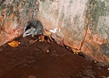 Leitora encontra gambazinho em frente de casa, tira foto e aciona PMA para resgate