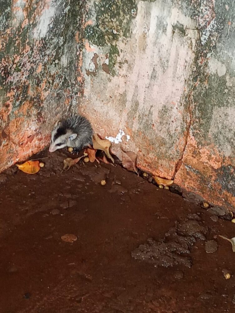 Leitora encontra gambazinho em frente de casa, tira foto e aciona PMA para resgate