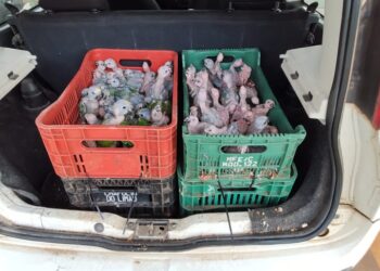 Casal é preso por maus tratos transportando 200 animais silvestres em MS
