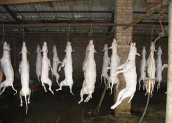 Fake: Imagens no ZAP de cães abatidos para consumo humano em SC é notícia falsa