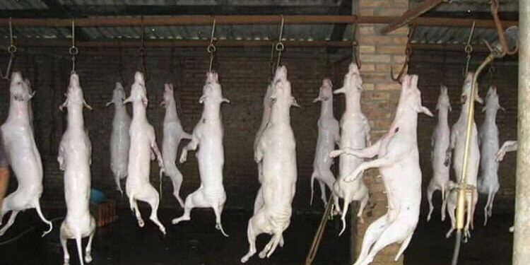 Fake: Imagens no ZAP de cães abatidos para consumo humano em SC é notícia falsa