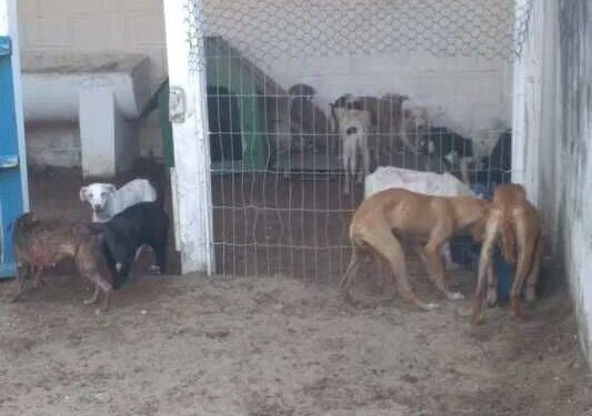 Fake: Imagens no ZAP de cães abatidos para consumo humano em SC é notícia falsa