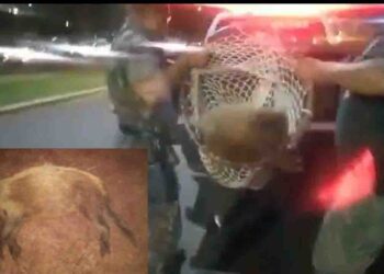 Motorista atropela Capivara que é resgatada em estado grave pela PMA na Capital