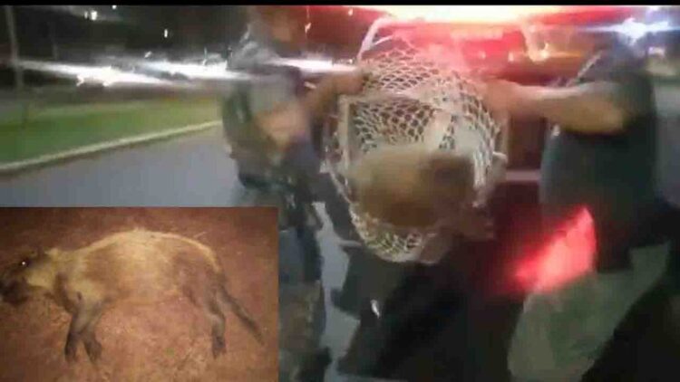 Motorista atropela Capivara que é resgatada em estado grave pela PMA na Capital