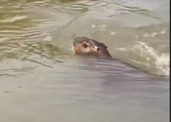 Vídeo: Filhote de capivara morre afogado ao ficar preso em petrecho de pesca proibido
