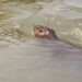 Vídeo: Filhote de capivara morre afogado ao ficar preso em petrecho de pesca proibido
