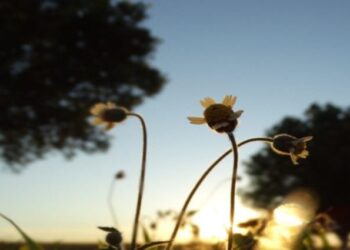 Meteorologia prevê final de semana de bastante calor em Mato Grosso do Sul