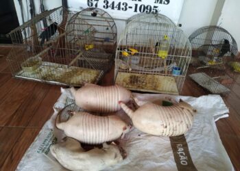 Dupla de caçadores é presa e multada em R$ 36,5 mil com tatus e cutia abatidos, além de aves em cativeiro