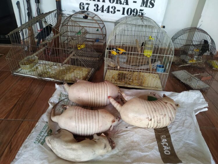 Dupla de caçadores é presa e multada em R$ 36,5 mil com tatus e cutia abatidos, além de aves em cativeiro