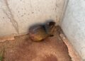 PMA captura cutia em área de uma indústria e a solta em seu habitat