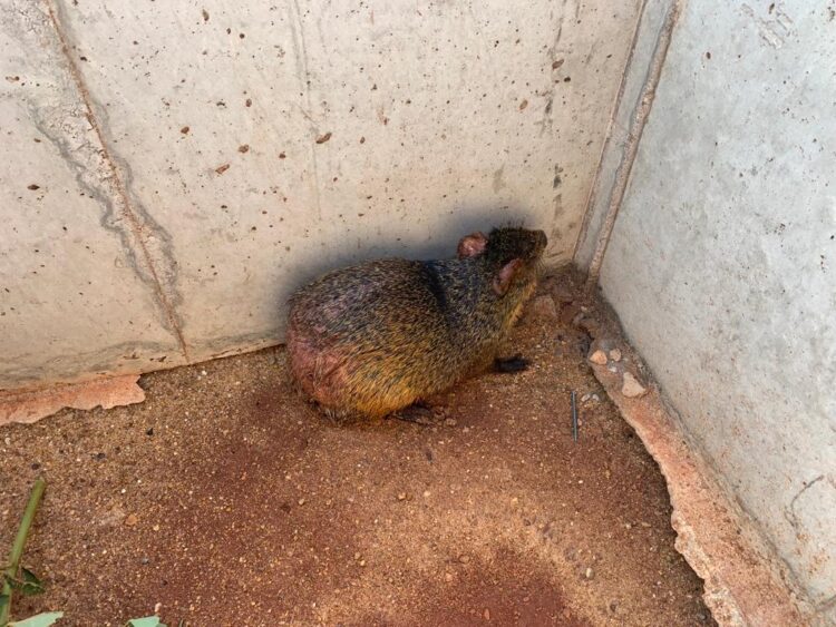 PMA captura cutia em área de uma indústria e a solta em seu habitat