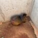 PMA captura cutia em área de uma indústria e a solta em seu habitat
