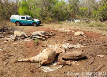 Fazendeira é multada em R$ 10 mil por descartar gado morto e assorear córrego