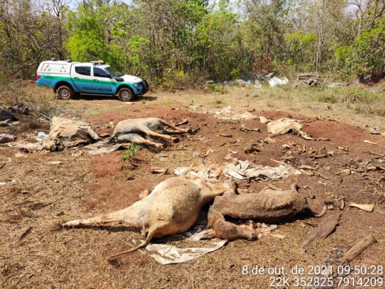 Fazendeira é multada em R$ 10 mil por descartar gado morto e assorear córrego
